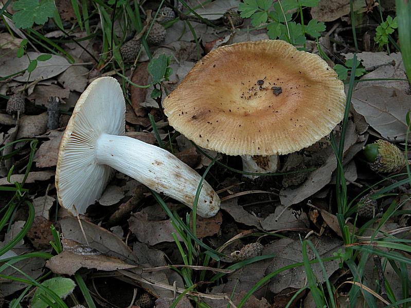 Russula laurocerasi.  Non commestibile.